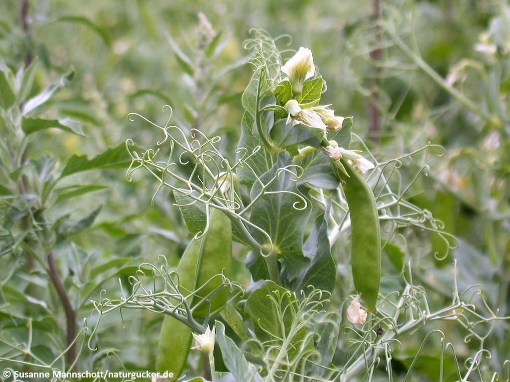 Felderbse mit Hülsen und Blüten im Wachstum