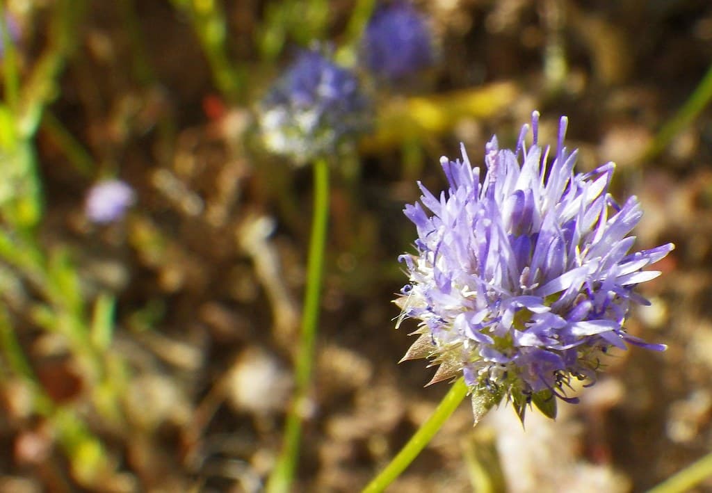Ausdauerndes Sandglöckchen mit violetten Blütenköpfen
