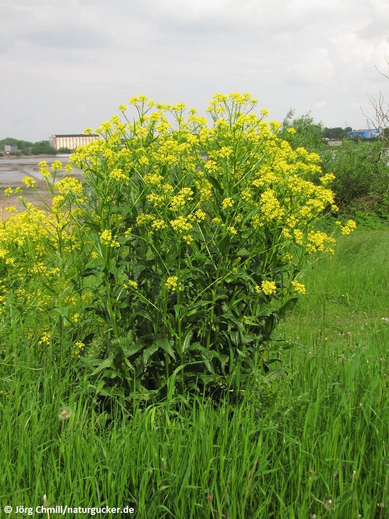Gewöhnliches Barbarakraut in voller Blüte