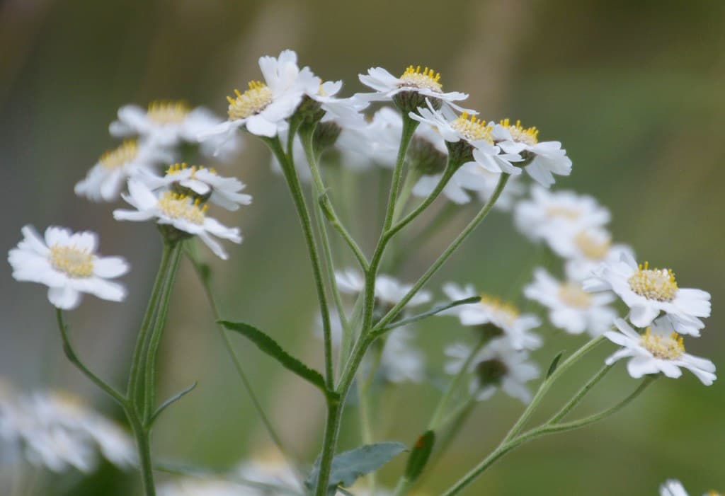 Sumpf-Schafgarbe mit weißen Blüten in Nahaufnahme