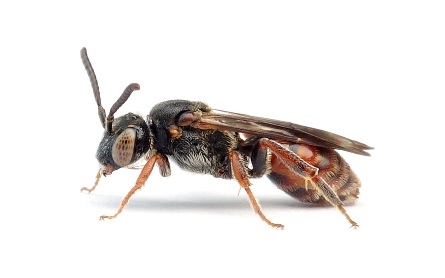 Nomada fuscicornis