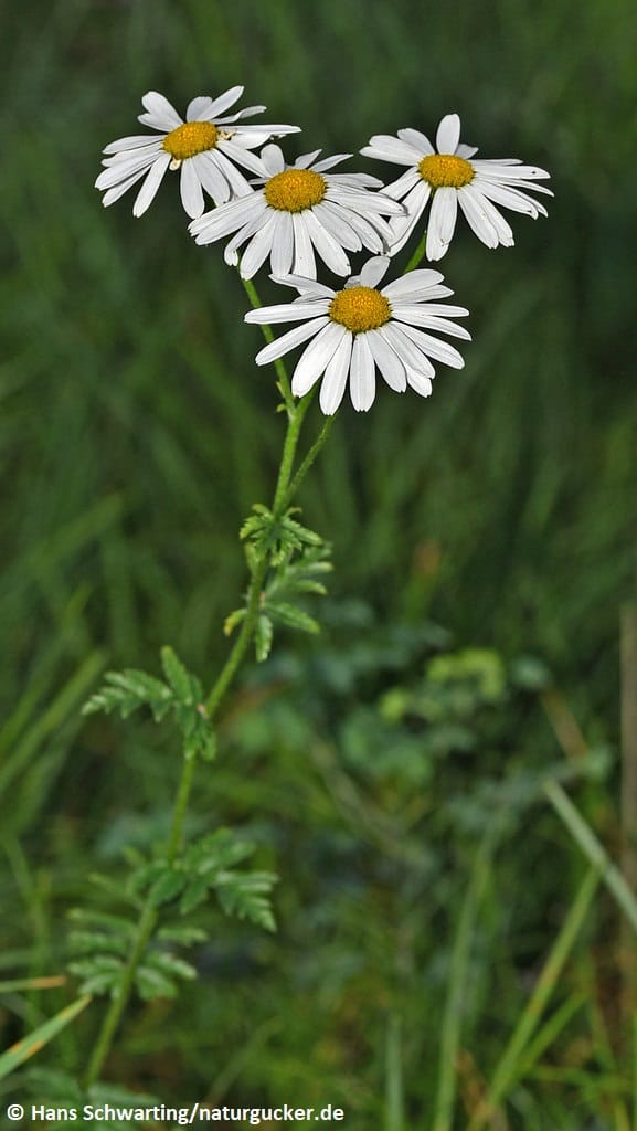 Straußblütige Wucherblume mit weißen Blütenköpfen