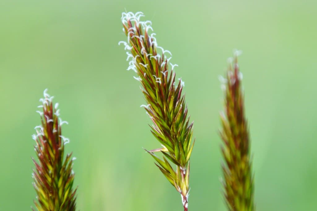 Gewöhnliches Ruchgras in Blüte mit Tautropfen