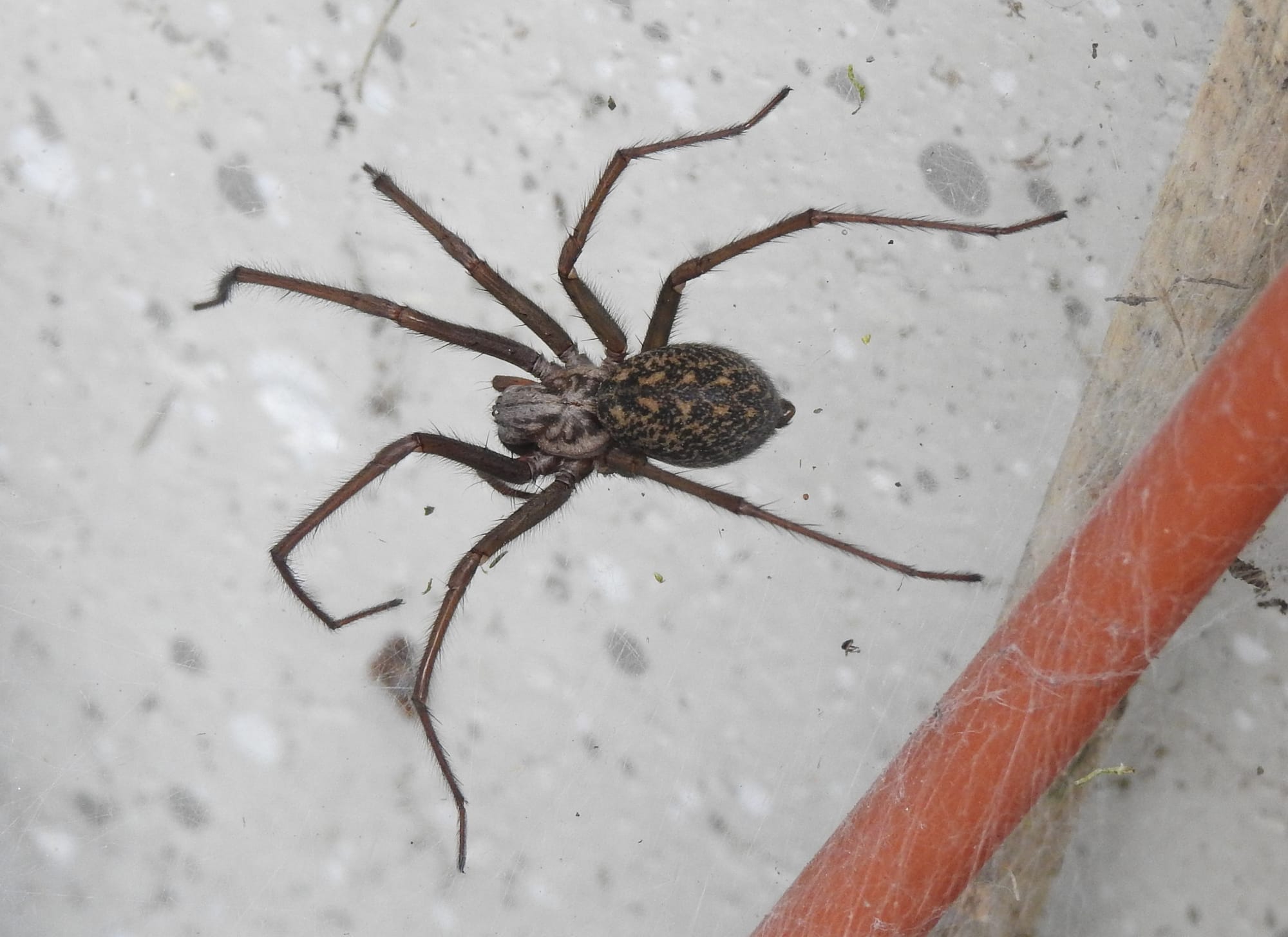 Große Winkelspinne auf hellem Untergrund