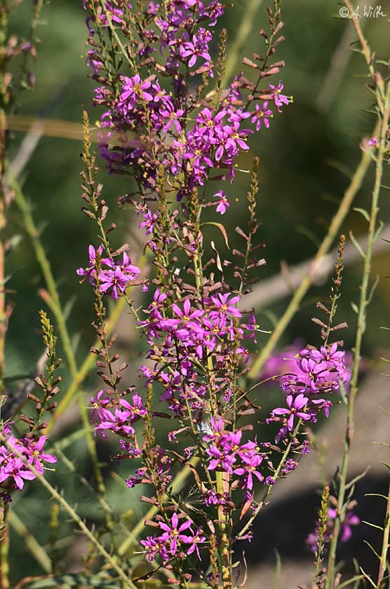 Ruten-Blutweiderich in voller Blüte