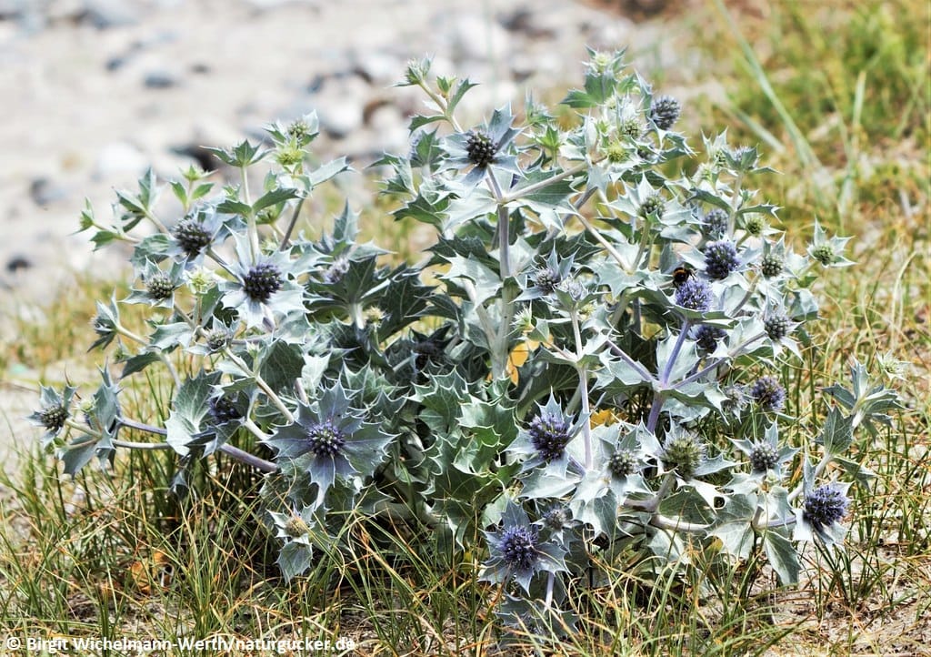 Stranddistel in Blüte am Strand