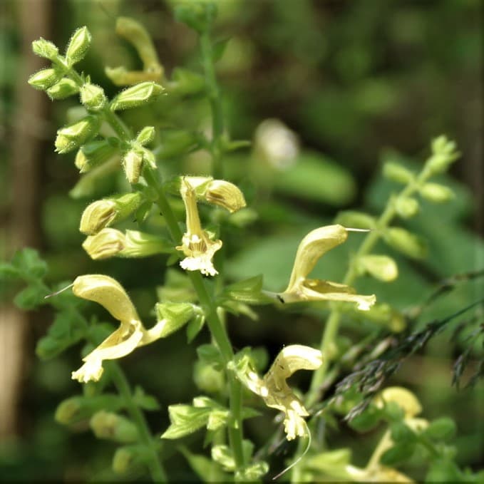 Klebriger Salbei in Blüte mit gelb-weißen Blüten