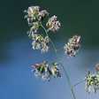 Gewöhnliches Knäuelgras