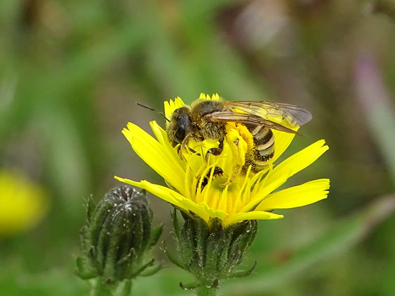 Wildbienen News