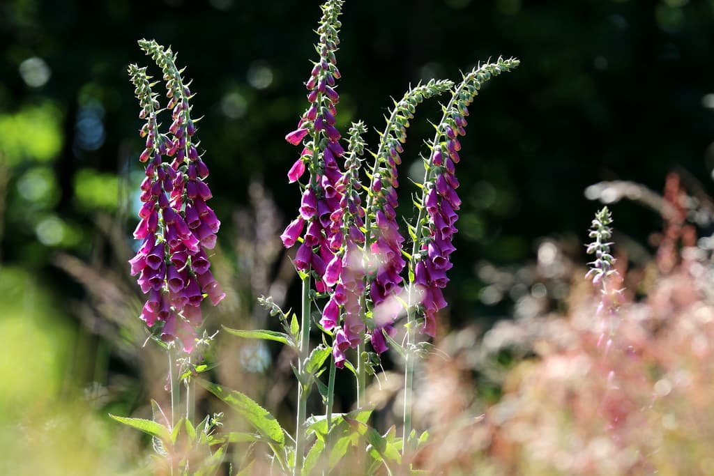 Roter Fingerhut in voller Blüte im Garten
