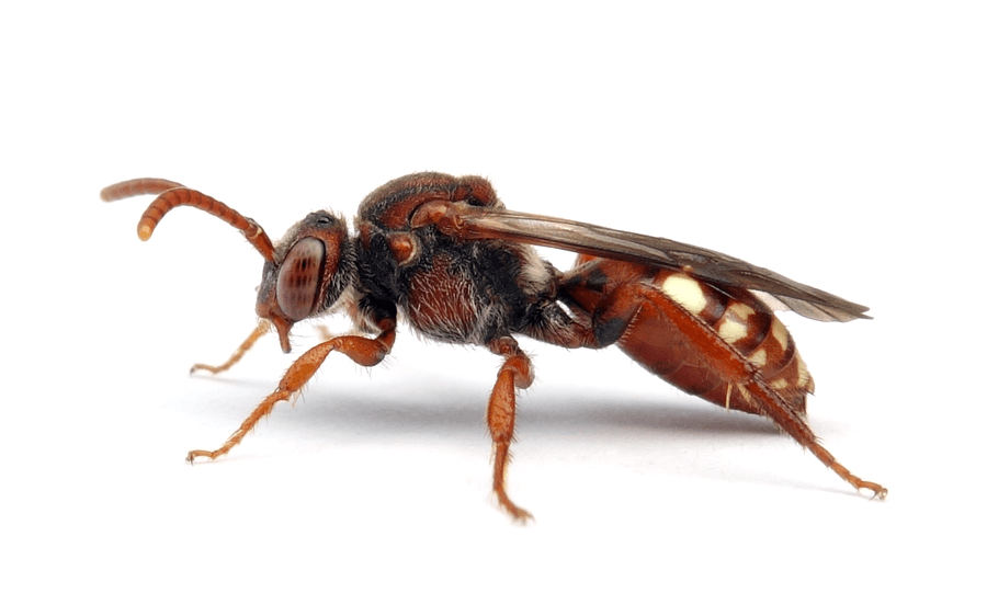 Nomada Alboguttata