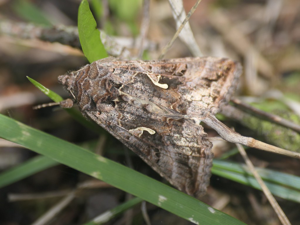 Autographa Gamma