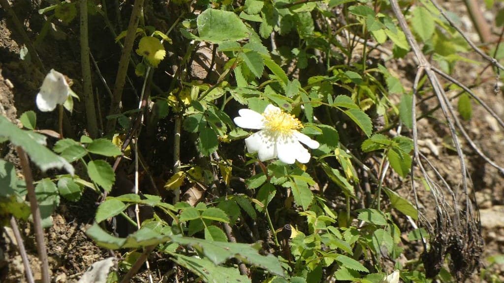 Feld-Rose mit weißen Blüten im Naturhabitat