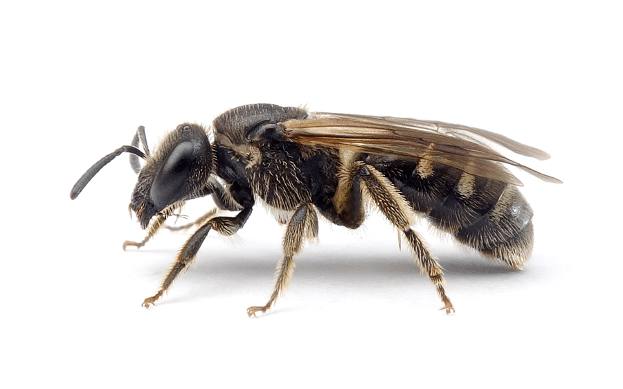 Lasioglossum Lativentre