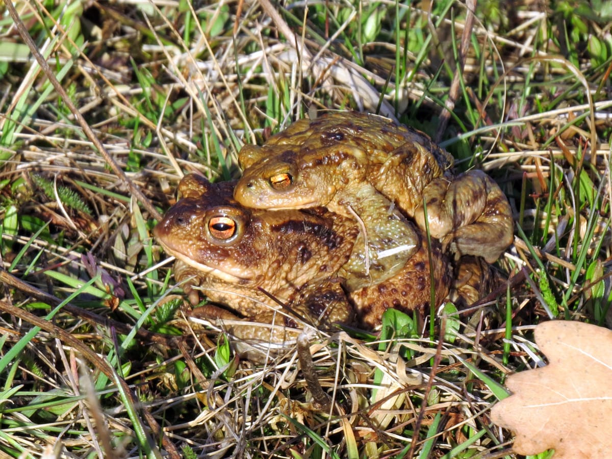 Erdkröte Bufo bufo - Paarungsposition im Gras