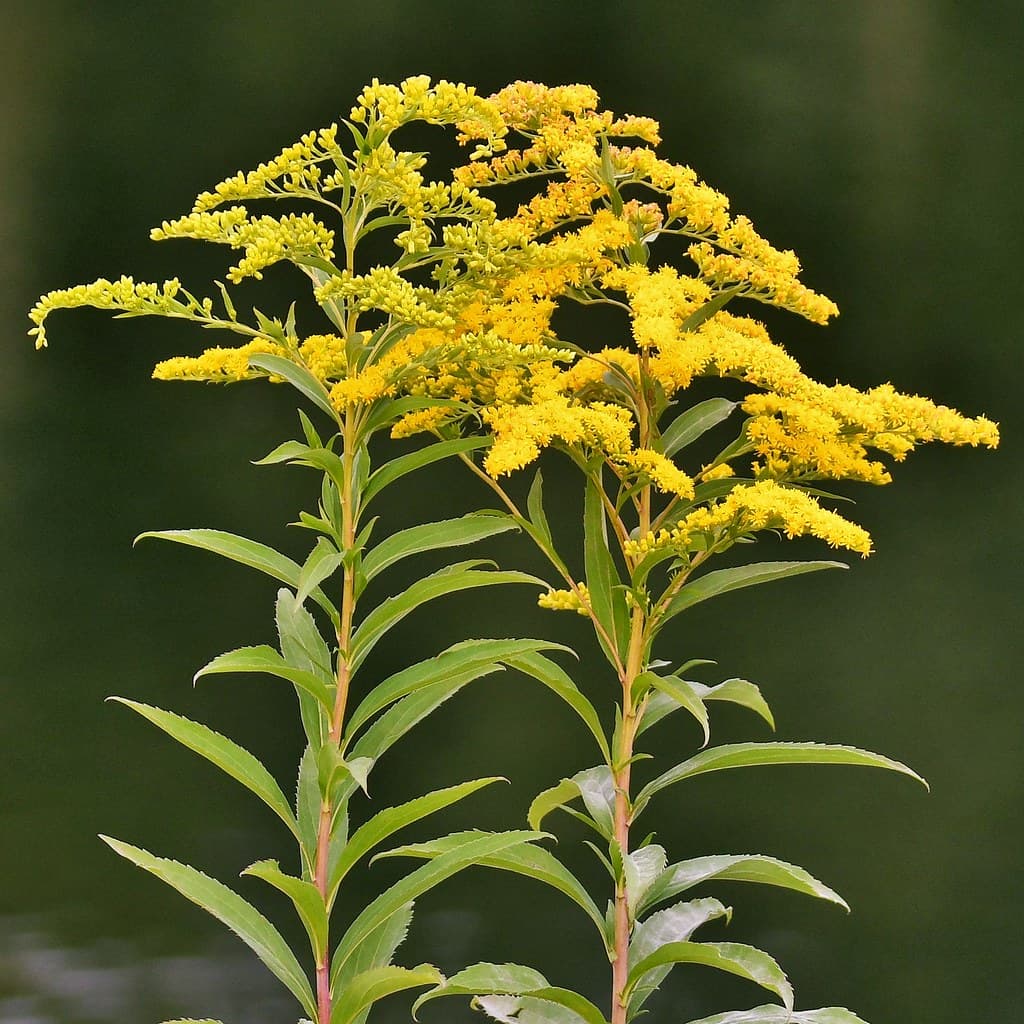 Spätblühende Goldrute mit gelben Blütenständen