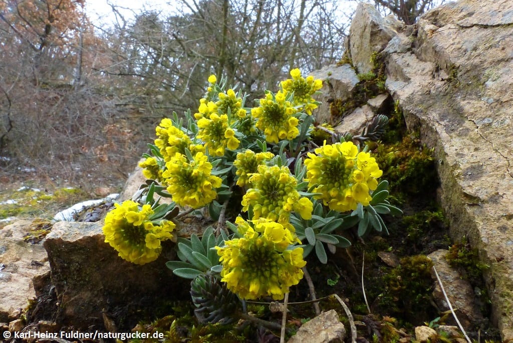 Bergsteinkraut mit gelben Blüten an Felsensteinen