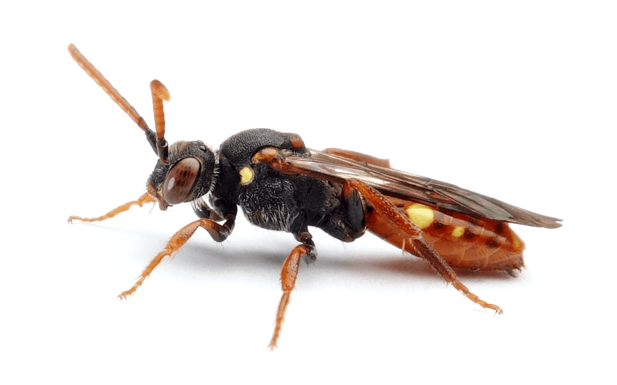 Nomada Ferruginata