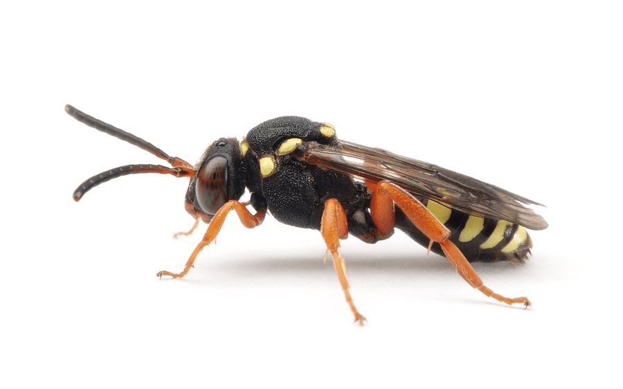 Nomada Flavopicta