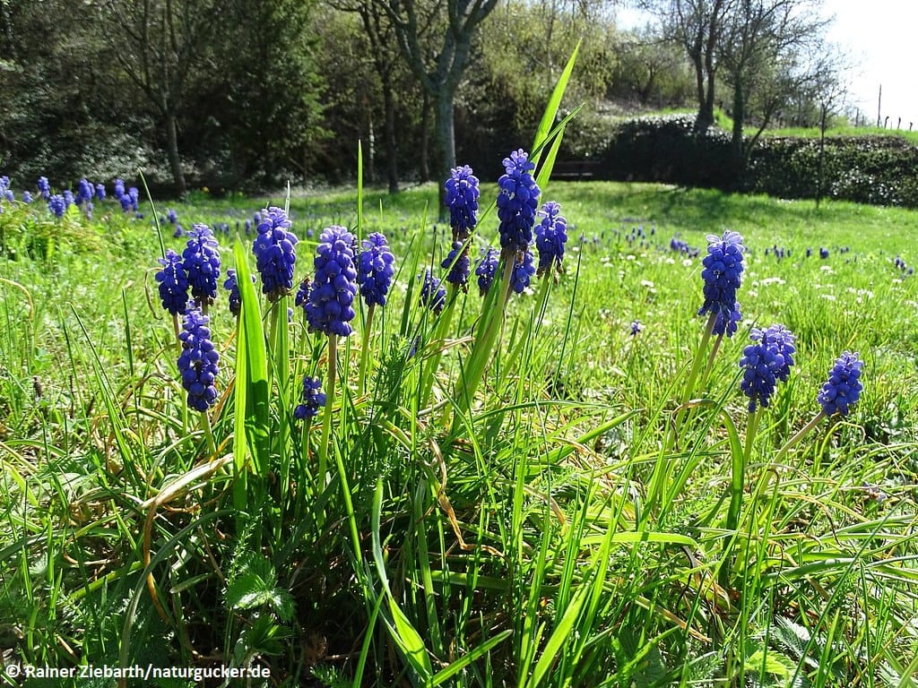 Armenische Traubenhyazinthen blühen auf der Wiese