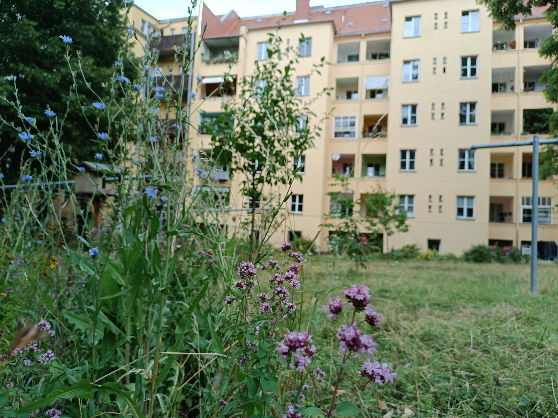 Hinterhof