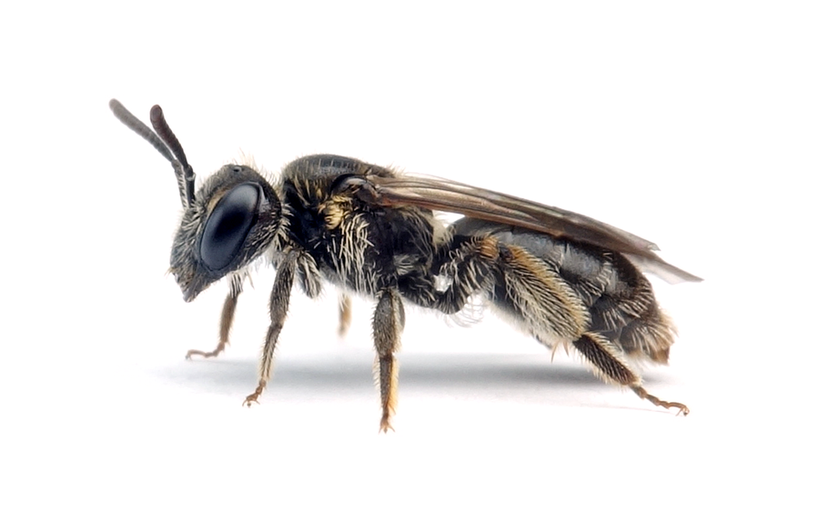 Andrena minutuloides