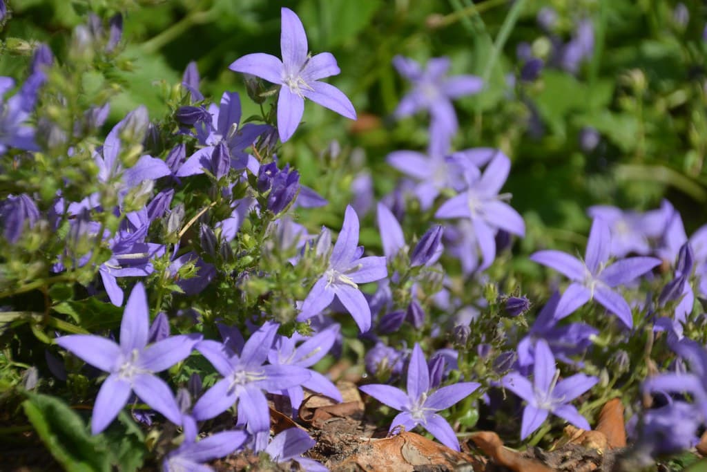 Hängepolster-Glockenblume in voller Blüte