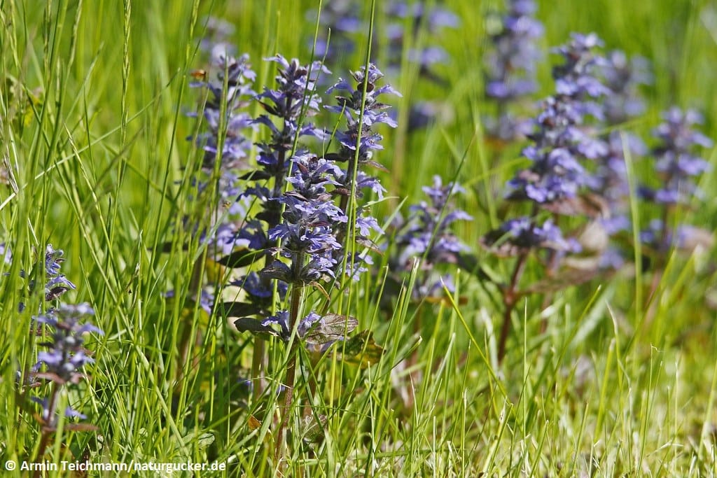 Kriechender Günsel blüht in grüner Wiese