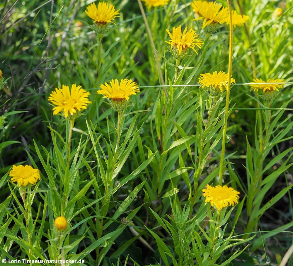 Schwertalant in voller Blüte mit gelben Blütenköpfen