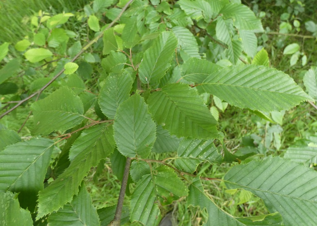 Carpinus Betulus