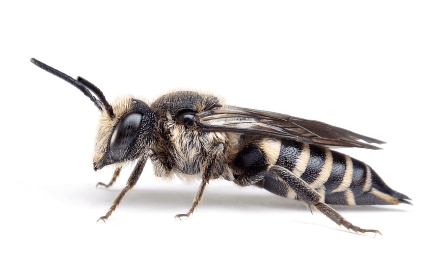 Coelioxys Rufescens