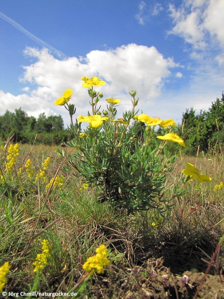 Strauch-Fingerkraut in Blüte auf Wiese