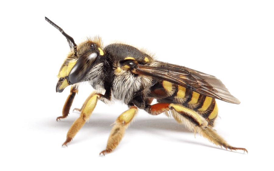 Anthidium Manicatum