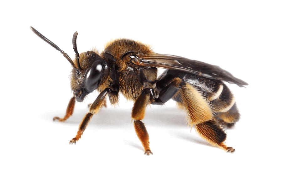 Macropis Fulvipes