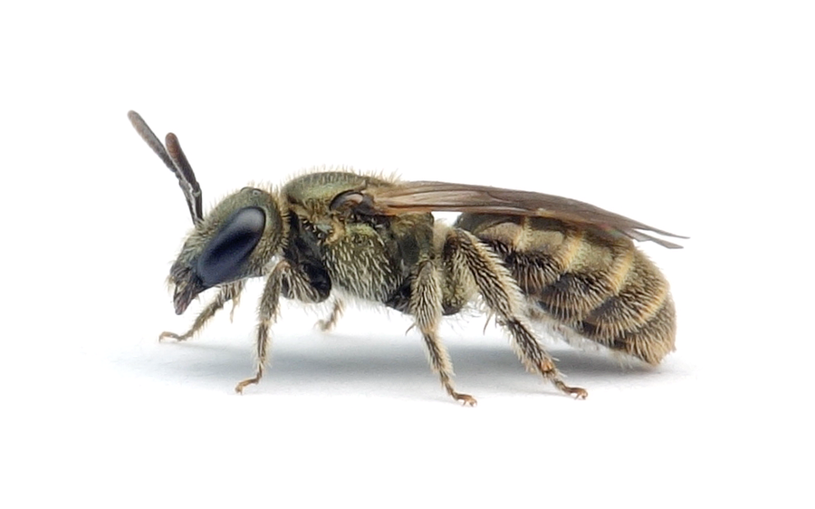 Lasioglossum aeratum