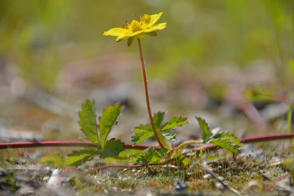 Kriechendes Fingerkraut mit gelber Blüte