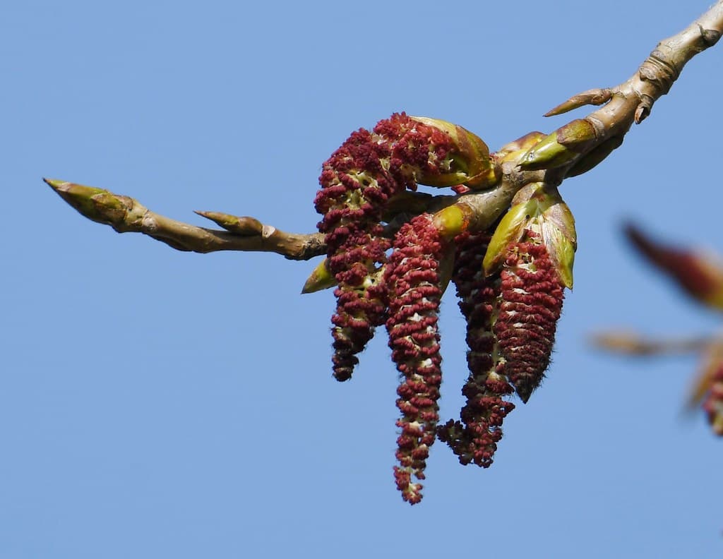 Schwarz Pappel Frucht
