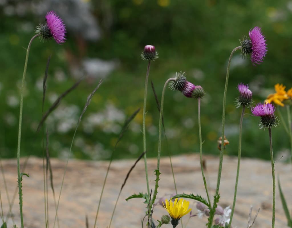 Berg-Disteln mit violetten Blüten im Habitat