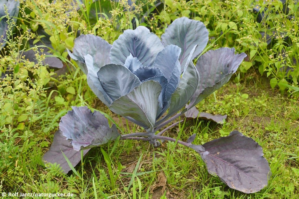 Gemüsekohl mit blaugrünen Blättern im Garten