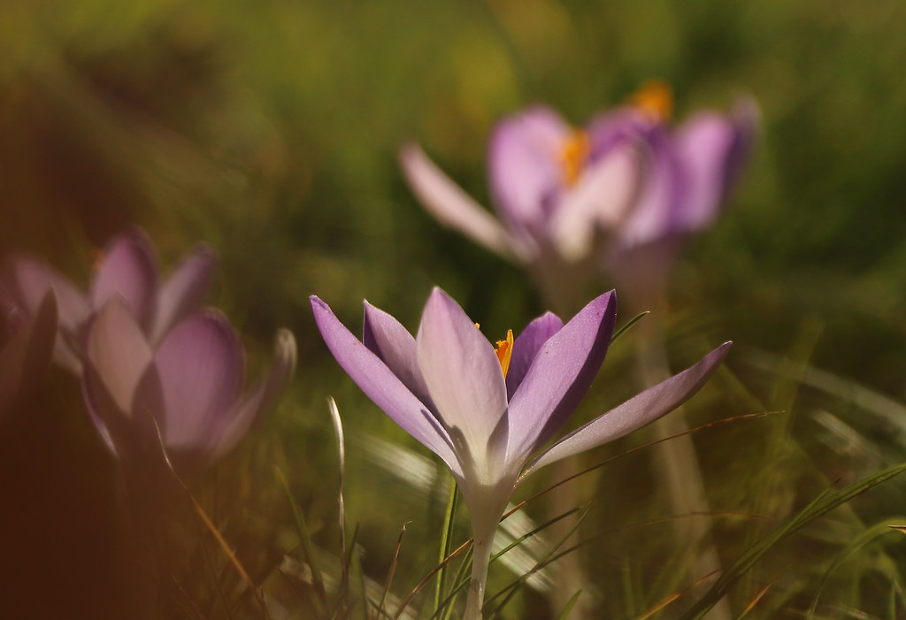 Crocus Tommasinianus
