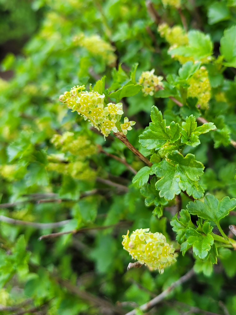 Ribes Alpinum