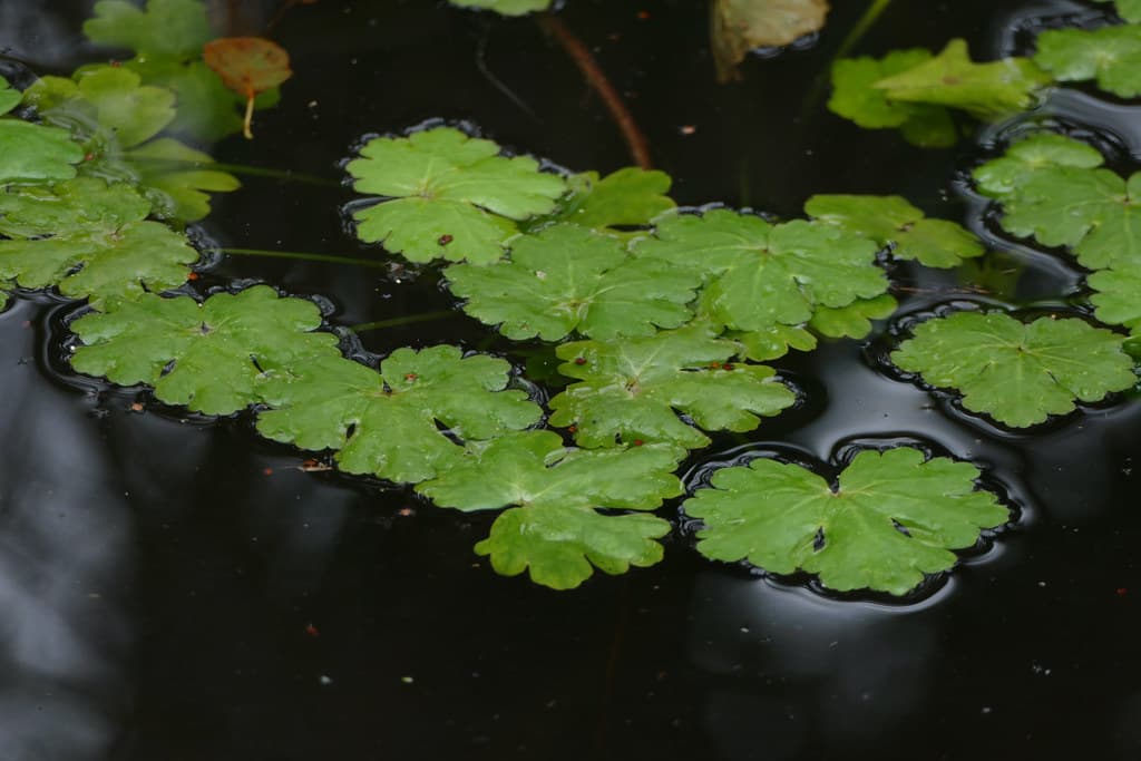 Gewoehnlicher Wasser Hahnenfuss Blatt