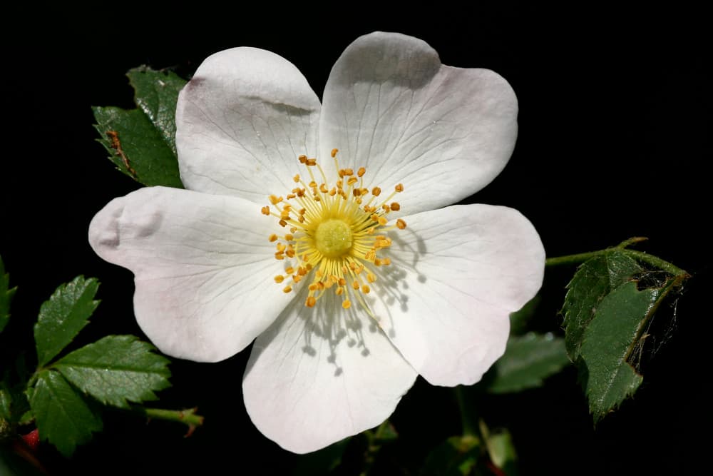 Feld Rose Bluete