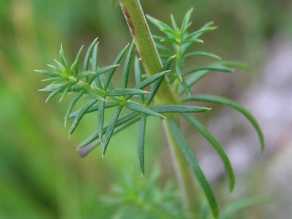 Echtes Labkraut Blatt