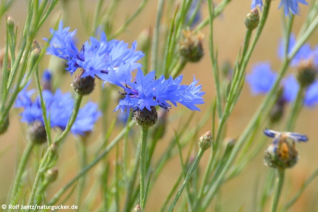 Kornblume mit Biene beim Blütenbesuch