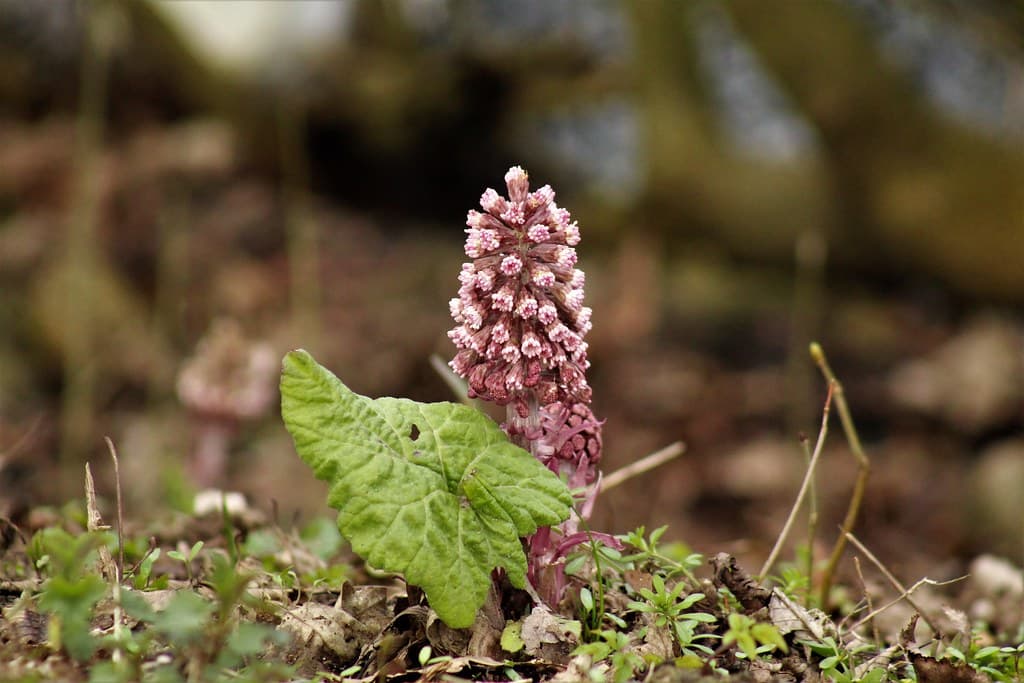 Gewöhnliche Pestwurz mit Schmetterling