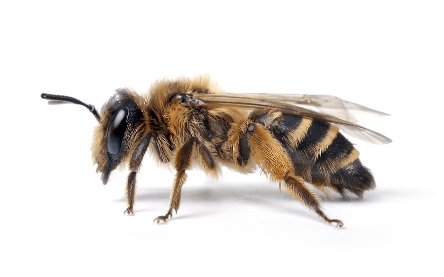 Andrena Flavipes