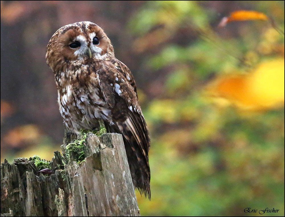 Waldkauz (Strix aluco)