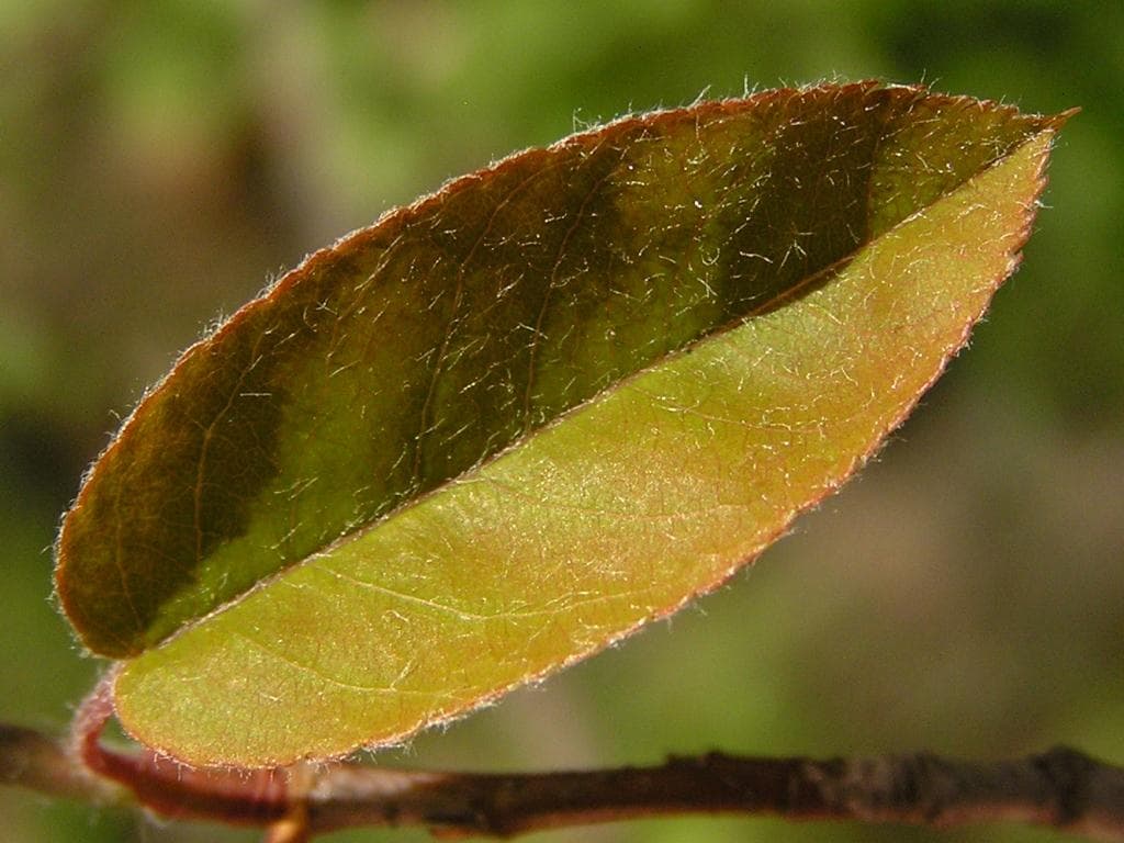 Kupfer Felsenbirne Blatt