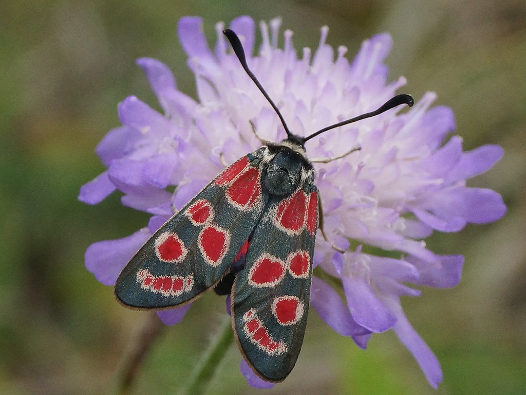 Zygaena Carniolica
